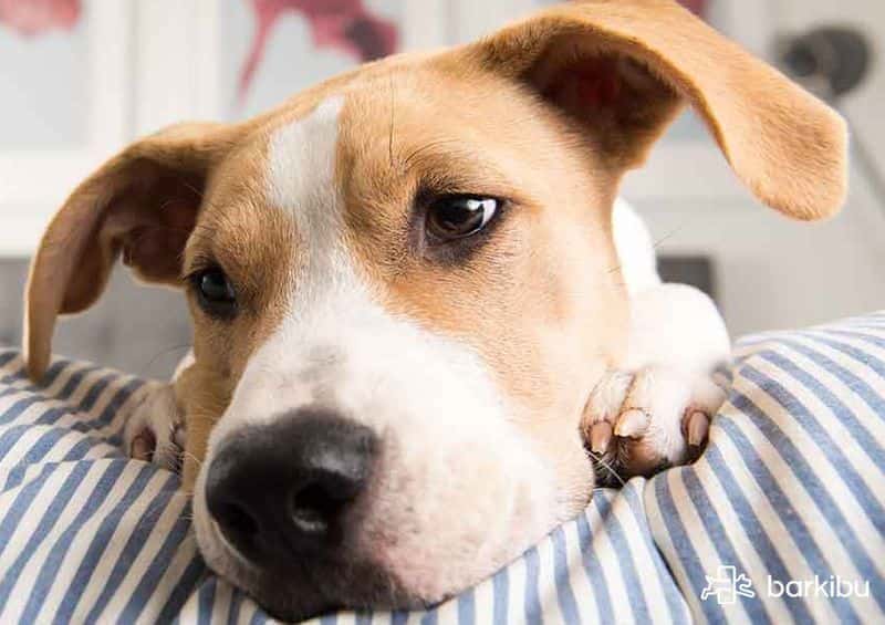 como olvidar parasitos linear unit los perros